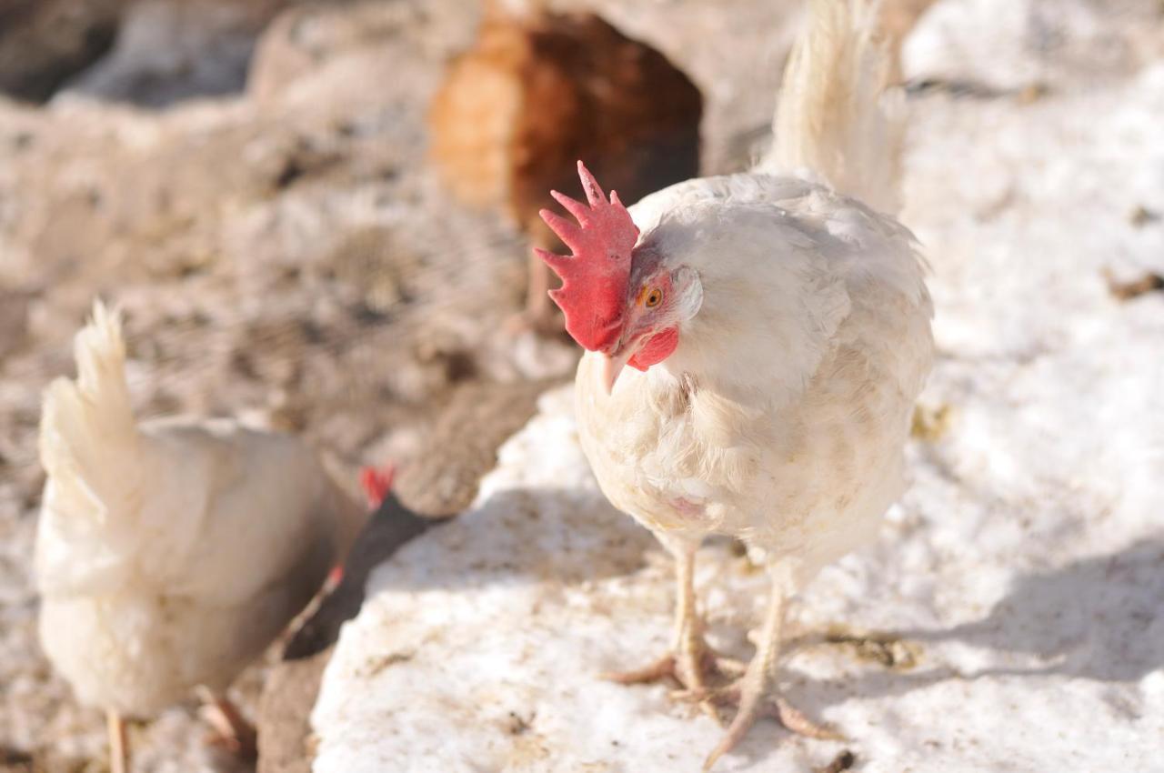 Sule Hof Agriturismo Ορτιζέι Εξωτερικό φωτογραφία